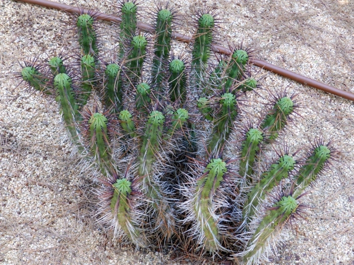 Euphorbia mammillaris