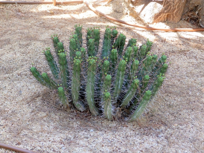 Euphorbia avasmontana