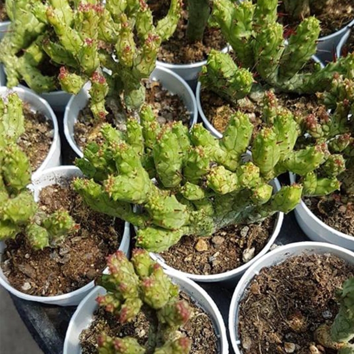 Эуфорбия кристата