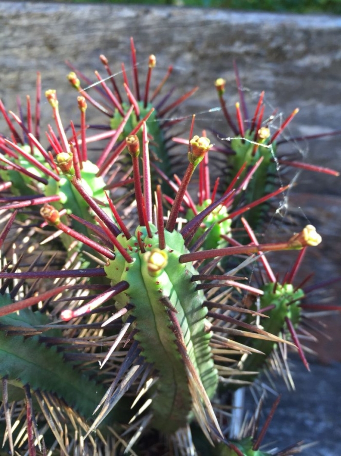 Молочай энопла euphorbia enopla