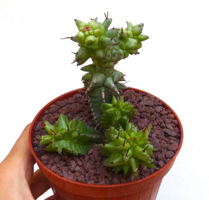 Эуфорбия хоррида монстроза