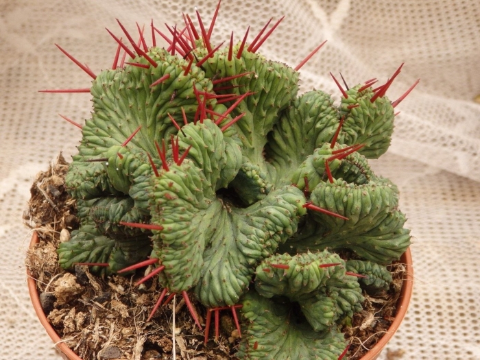 Euphorbia enopla cristata