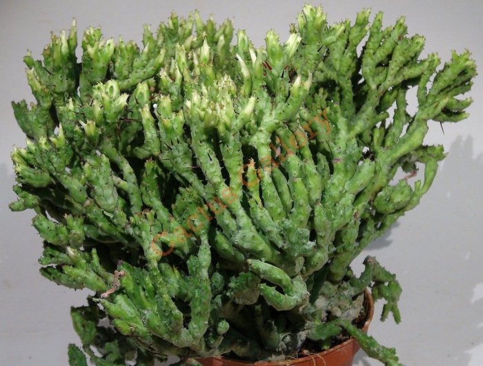 Молочай энопла euphorbia enopla
