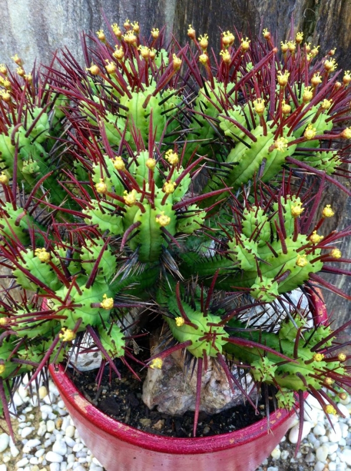 Молочай суккулент