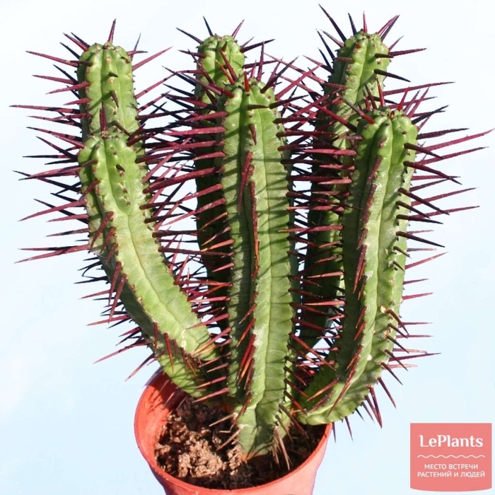 Эуфорбия молочай трёхгранный