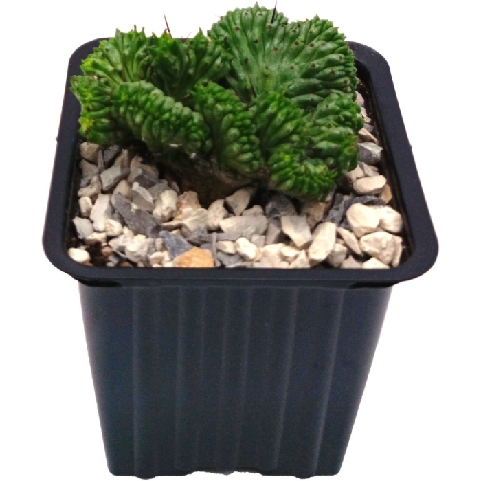 Эуфорбия энопла кристата