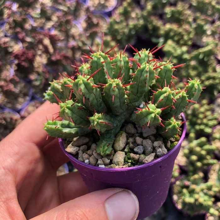 Euphorbia submammillaris