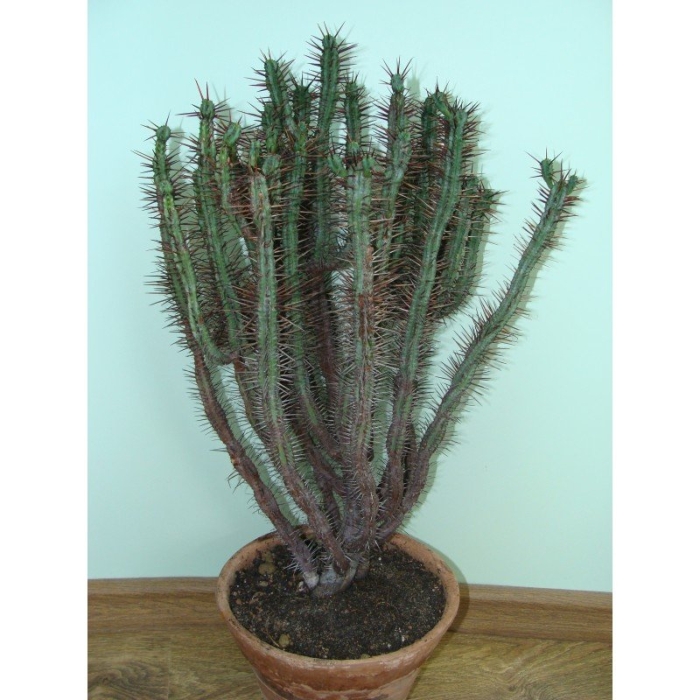 Молочай цереусовидный (euphorbia cereiformis)