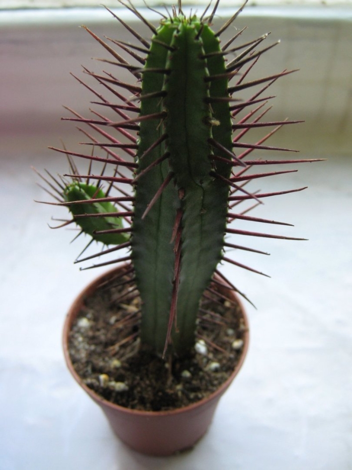 Кактус эуфорбия