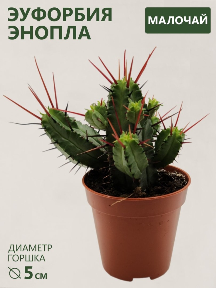 Молочай эуфорбия