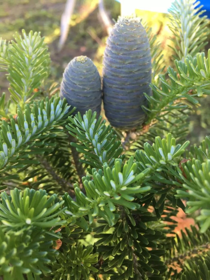 Пихта сибирская abies sibirica
