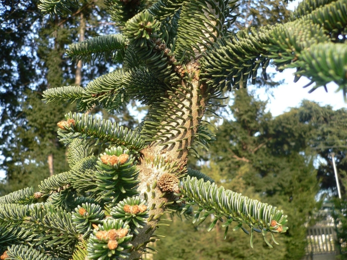 Abies nordmanniana robusta