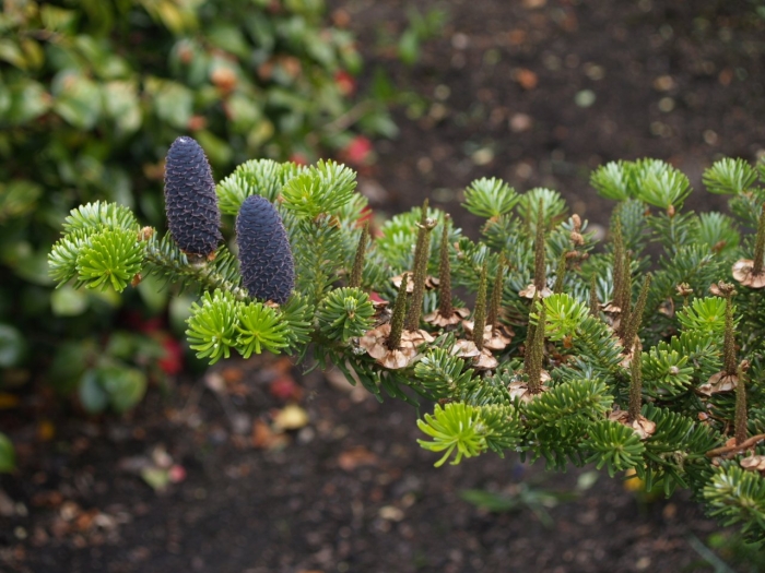 Пихта бальзамическая сибирская
