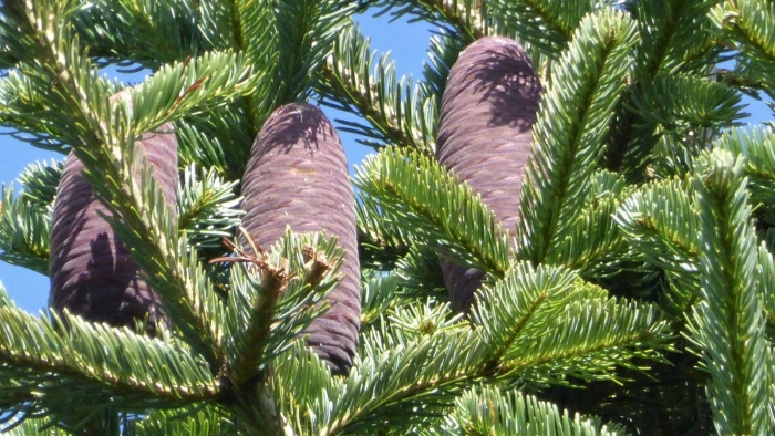 Пихта abies nordmanniana