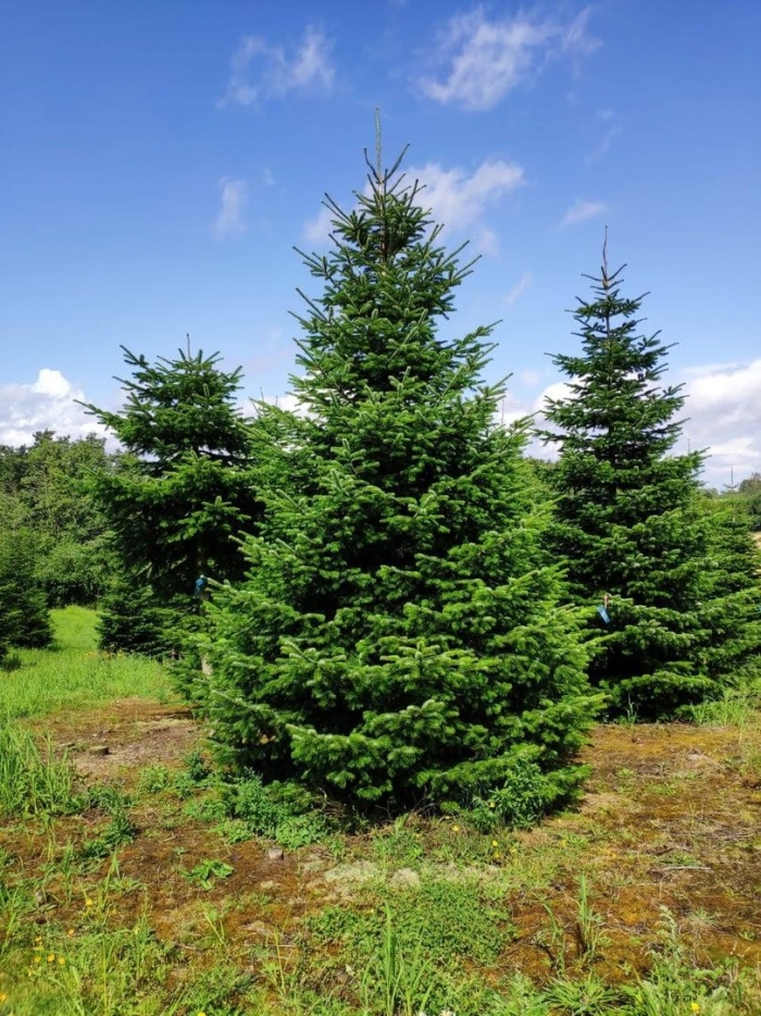 Пихта нордмана