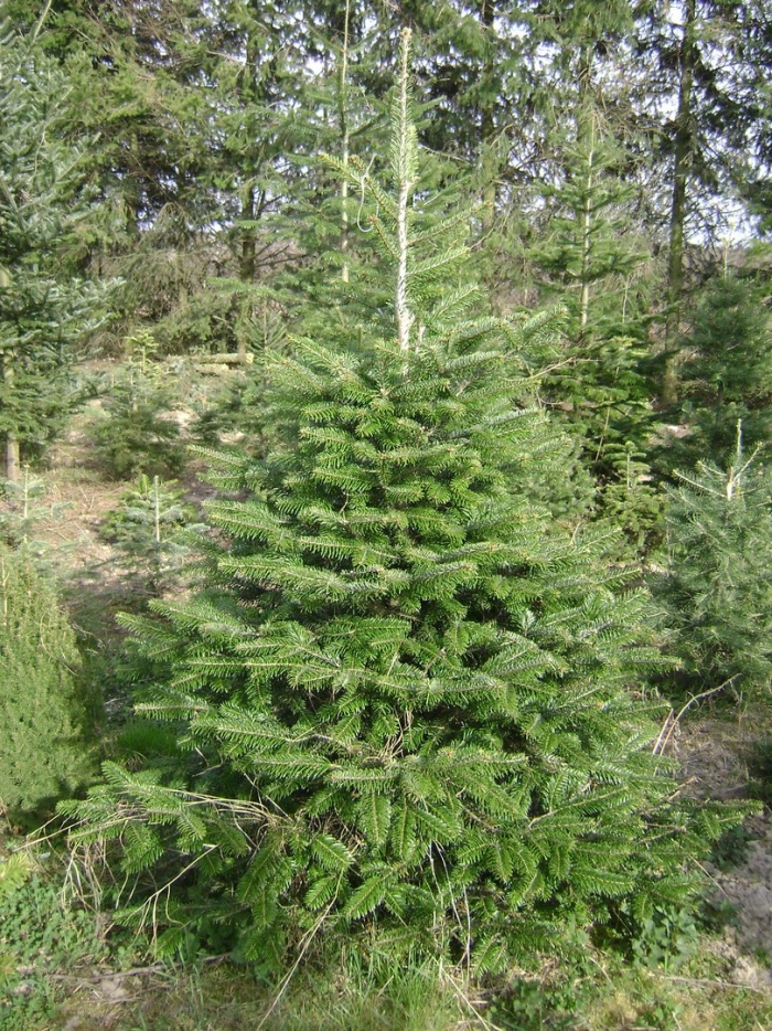 Пихта лесная уральская