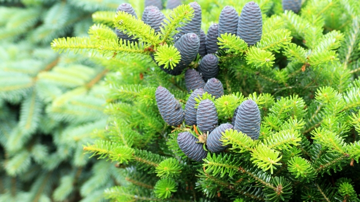 Пихта корейская молли