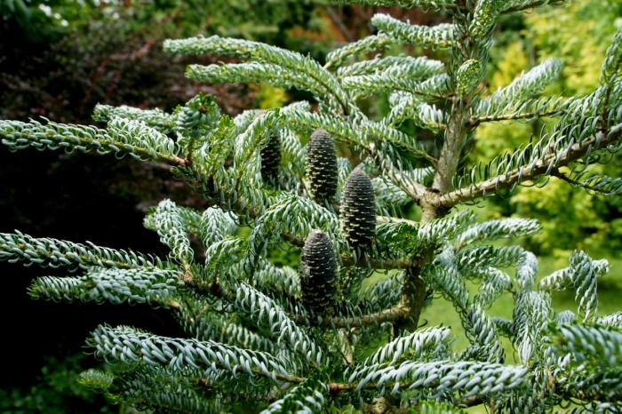 Сильберлок пихта