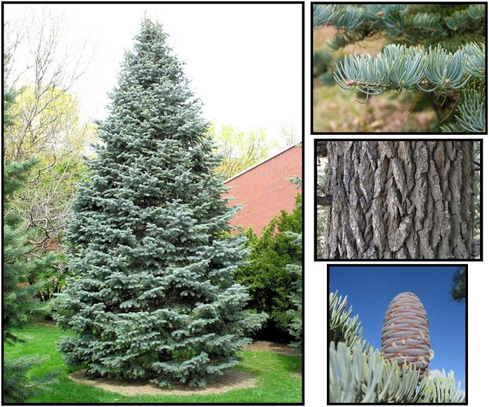 Пихта блю император