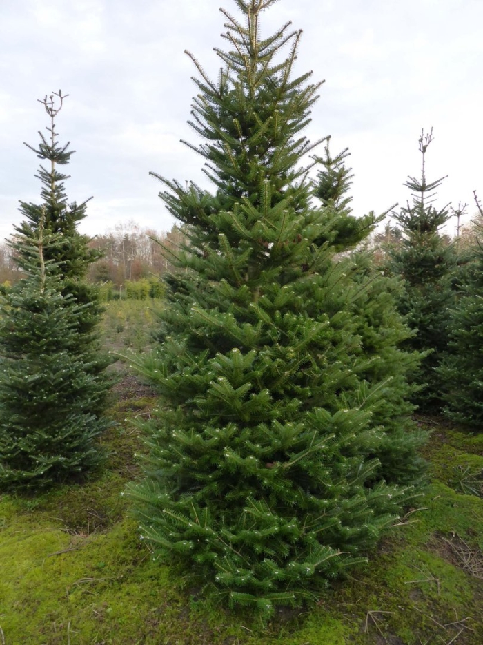 Датская пихта нордмана