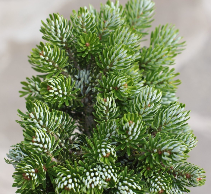 Пихта корейская kohouts icebreaker