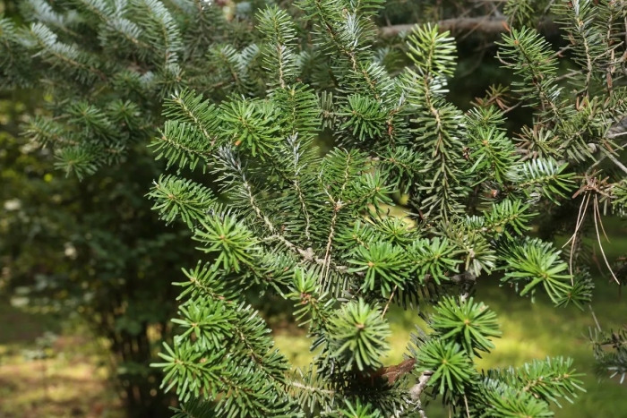 Пихта корейская