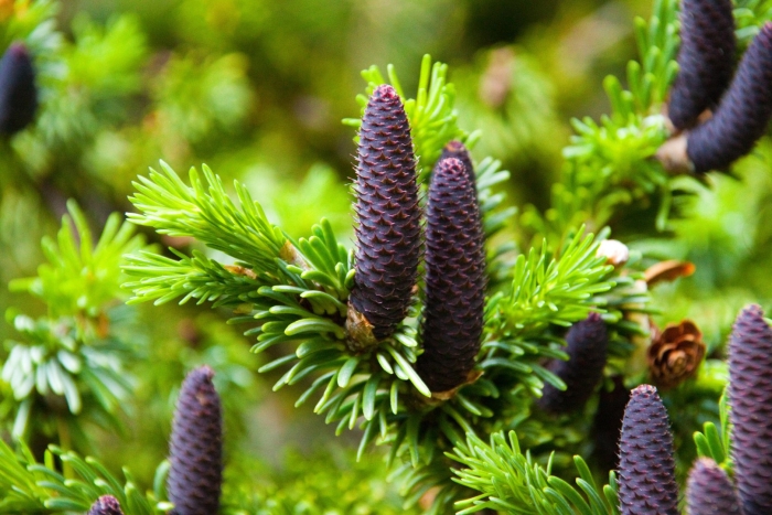 Пихта изящная