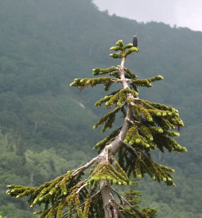 Abies mariesii