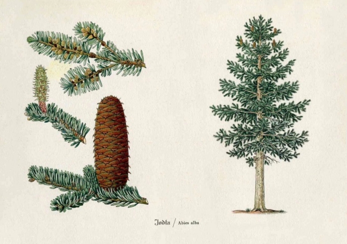 Ель сибирская picea obovata