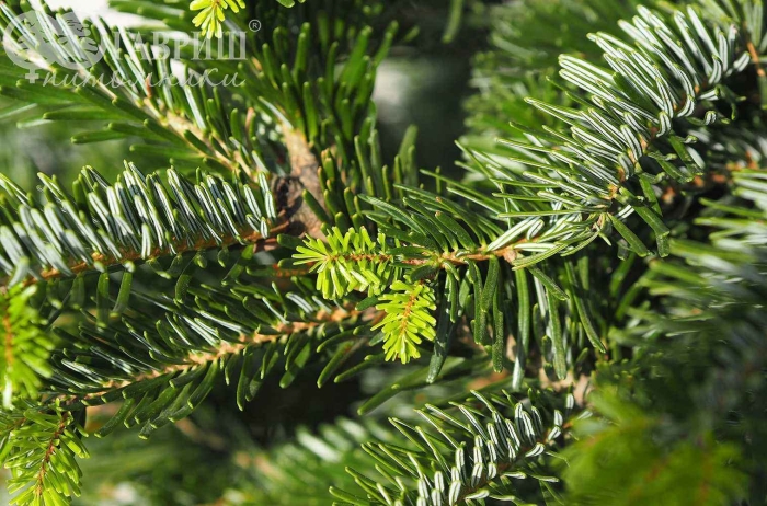 Пихта сибирская хвоинки