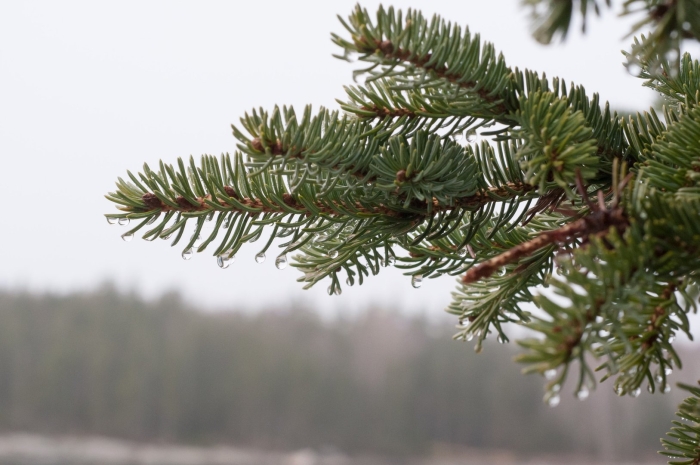 Ветка пихты
