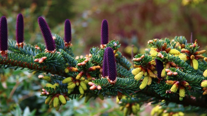 Пихта сибирская шишки