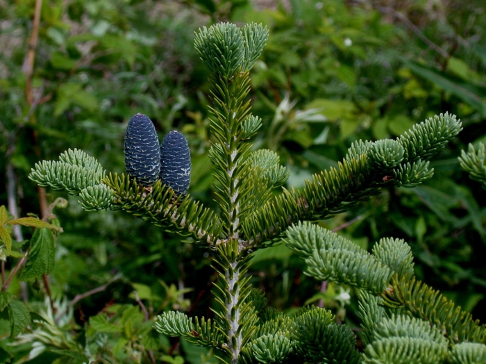 Пихта абиес кореана