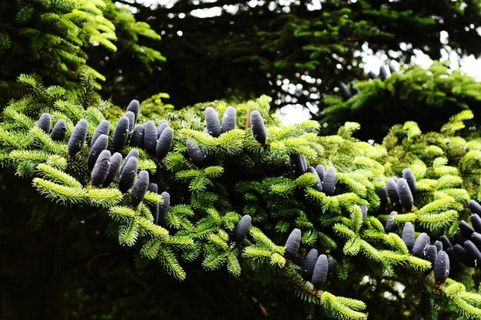 Пихта грациозная на камчатке