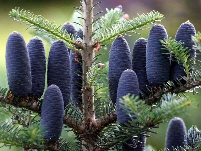 Пихта блауэр пфиф