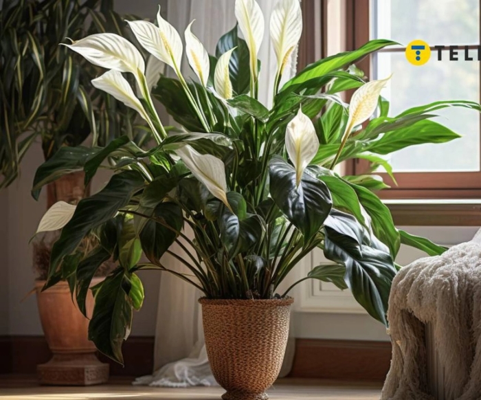 Спатифиллум женское счастье