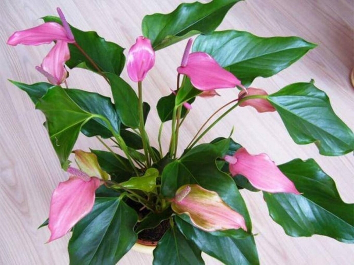 Женское счастье спатифиллум