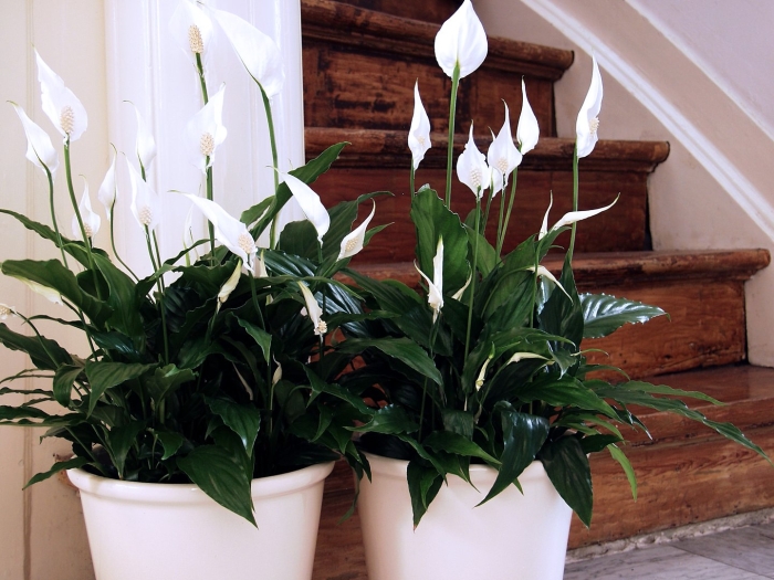 Строение спатифиллума