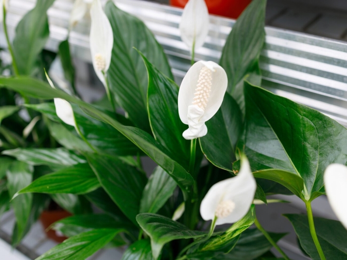 Спатифиллум уоллиса spathiphyllum wallisii