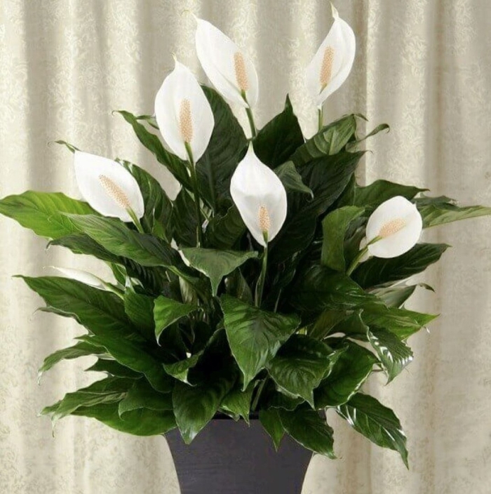 Спатифиллум (peace lily)