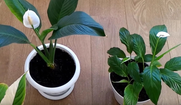 Спатифиллум ларго