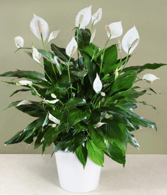 Спатифиллум (peace lily)