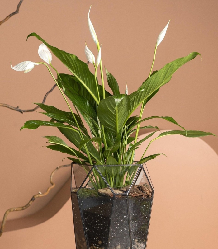 Морковка спатифиллум