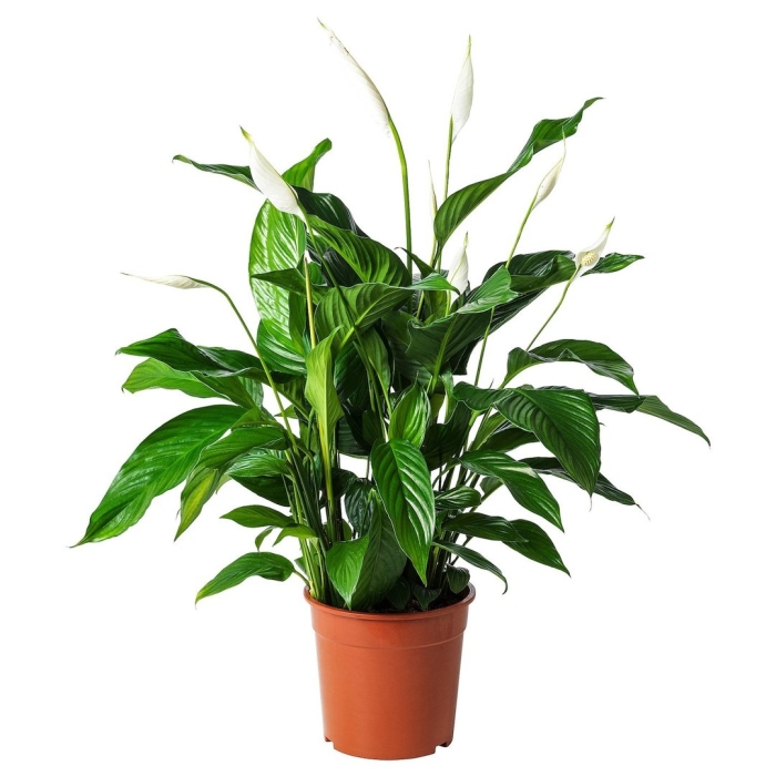 Спатифиллум (spathiphyllum)