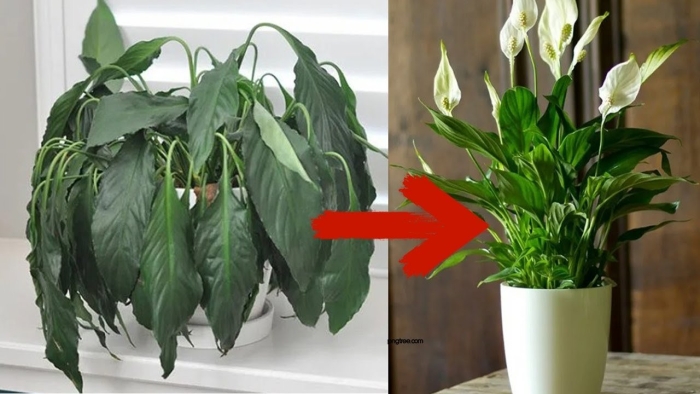 Спатифиллум каннолистный