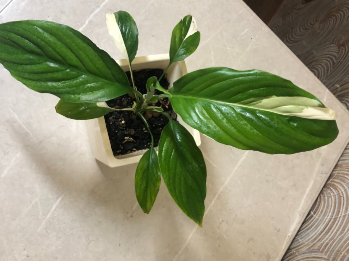 Спатифиллум пикассо