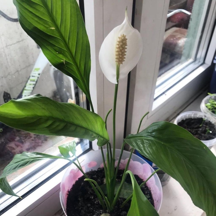 Цветок похожий на спатифиллум с белыми цветами