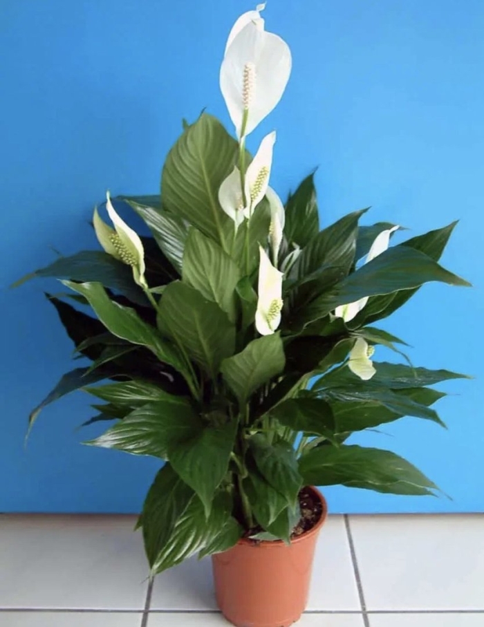 Спатифиллум комнатное растение