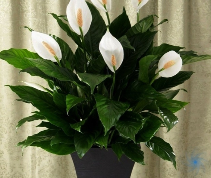 Спатифиллум женское счастье