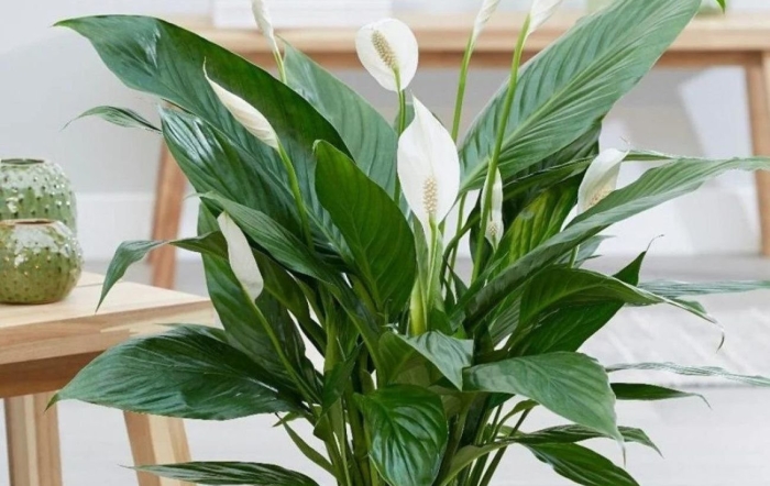 Спатифиллум вивальди